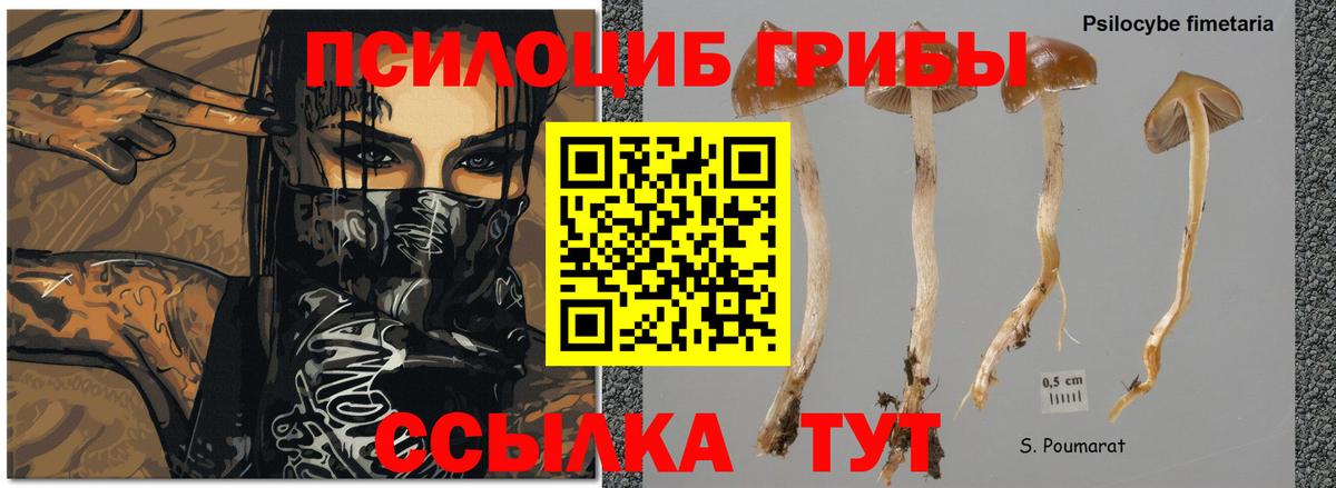 Псилоцибиновые грибы Psilocybine cubensis  Вход с VPN  Волоколамск 